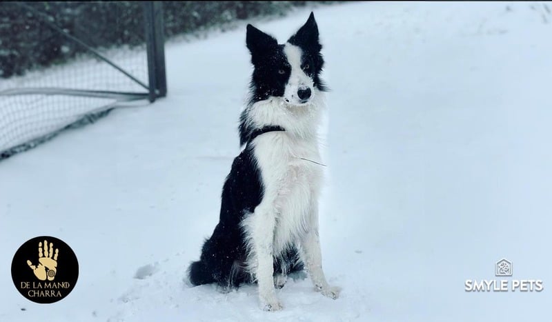 border collie salud