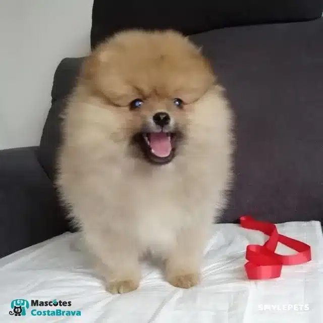 Smylepets Mascotas Costa Brava Pomerania contento Todo sobre el Pomerania Origen, carácter y cuidados