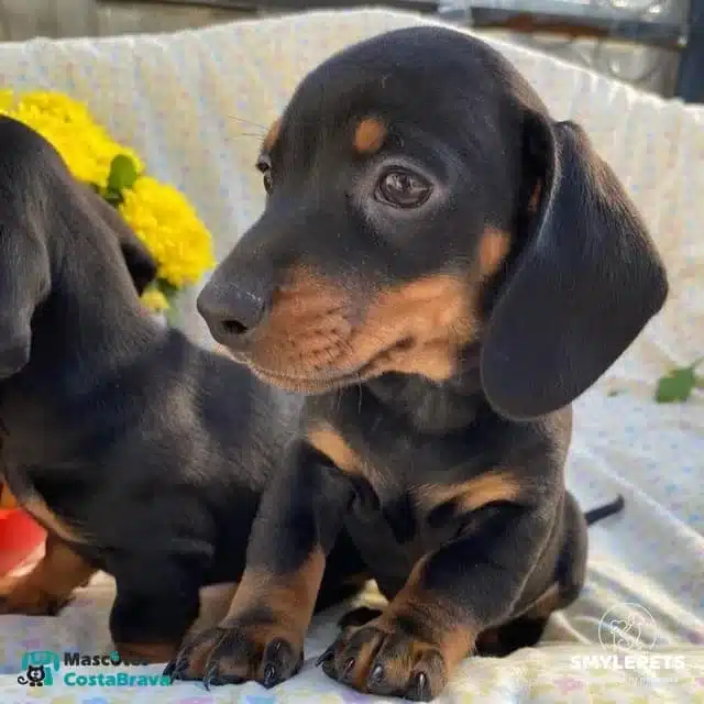 Smylepets Mascotas Costa Brava Teckel joven Conoce al Perro Salchicha Historia, carácter y cuidados