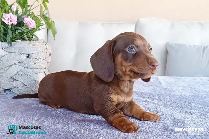 Smylepets Mascotas Costa Brava Teckel joven de color chocolate Conoce al Perro Salchicha Historia, carácter y cuidados