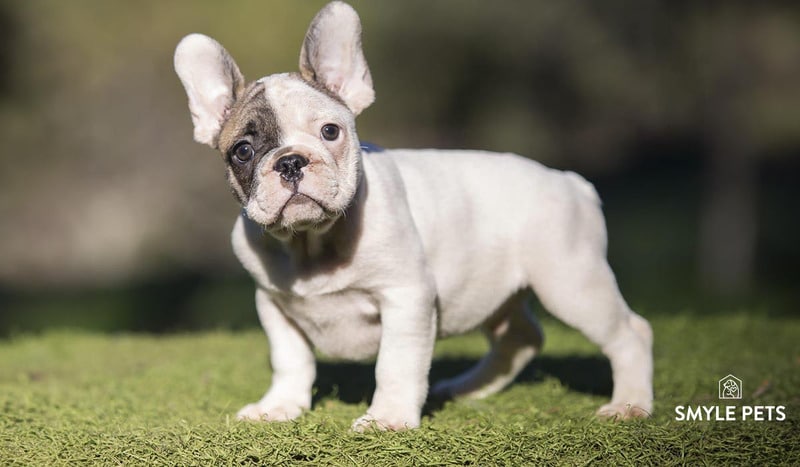  Bulldog Francés 