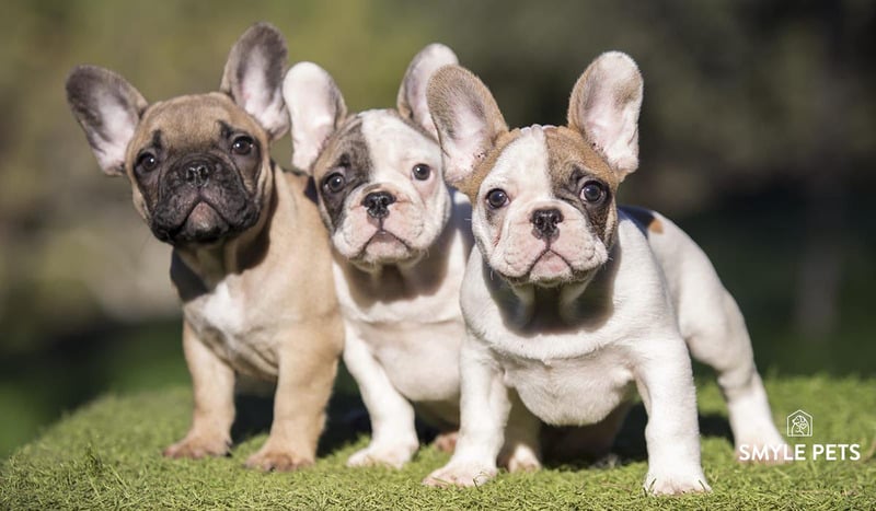 Bulldog Francés reproducción 