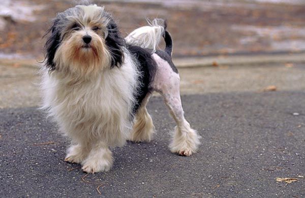 Pequeño perro leon