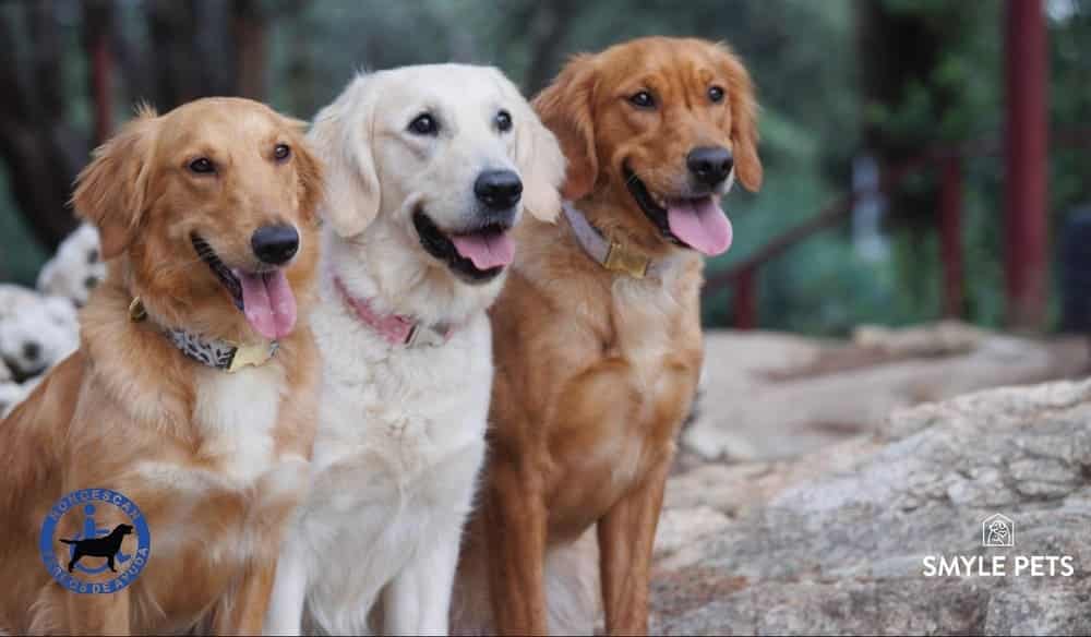 Smylepets Roncescan golden variedad de colores