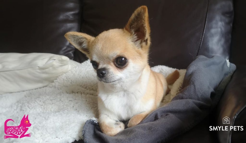 Smylepets valledenaranco chihuahua marron