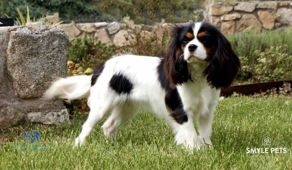 Smylepets vegamesana Cavalier King Charles Spaniel adulto