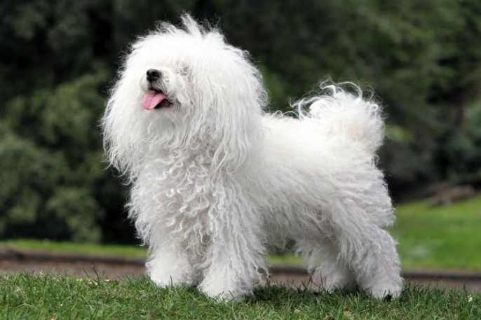 bichon bolones blanco
