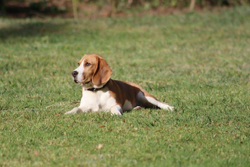perro beagle sentado en el cesped