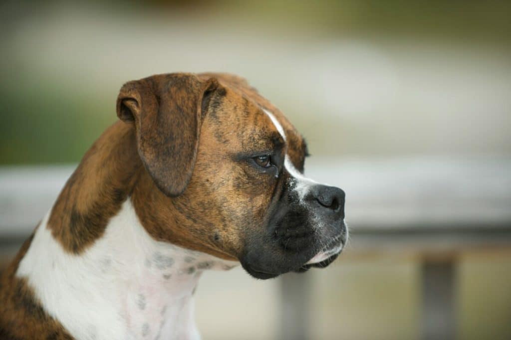 perro boxer de perfil
