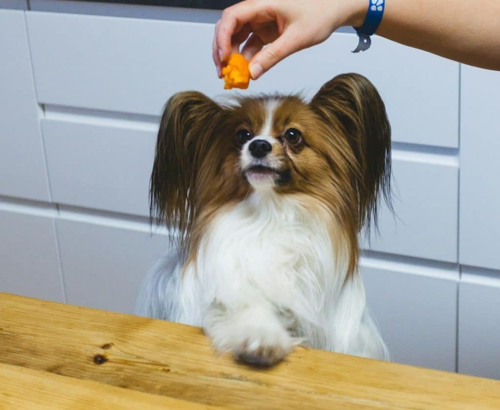 perro papillon despues de hacer sus trucos