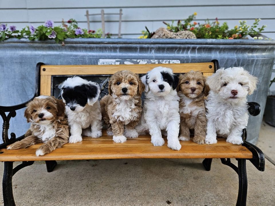 perros para principiantes havapoo