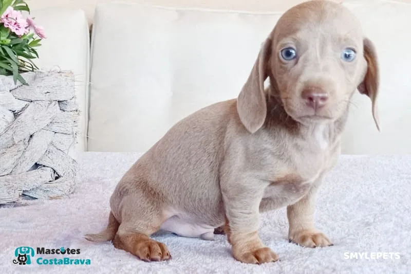 Cachorro teckel dachshund isabella ojos azules