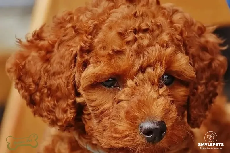 Caniche apricot cachorro en criadero