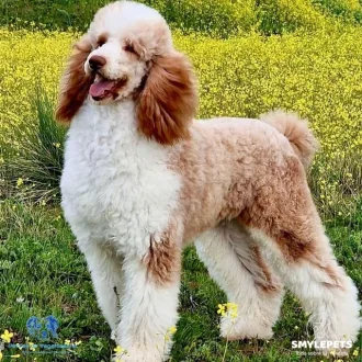 Caniche gigante blanco y marrón alegre y divertido