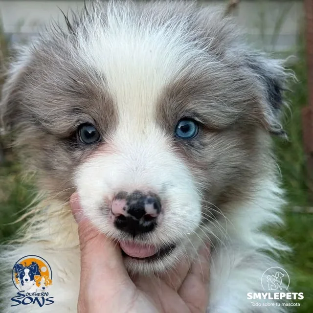 Mira de border collie con los ojos azules