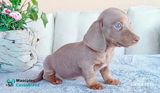 Cachorro de dachshund marrón de pelo corto en interior, ejemplo de teckel joven y saludable
